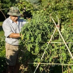 Sticklets, More Choices 27 Sticklets, More Choices -Baby Related garden 3 grande f37cc30d 57ca 4392 b347 db263a0ea15c